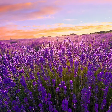 With Pool In Siofok-balaton 54764 שיופוק